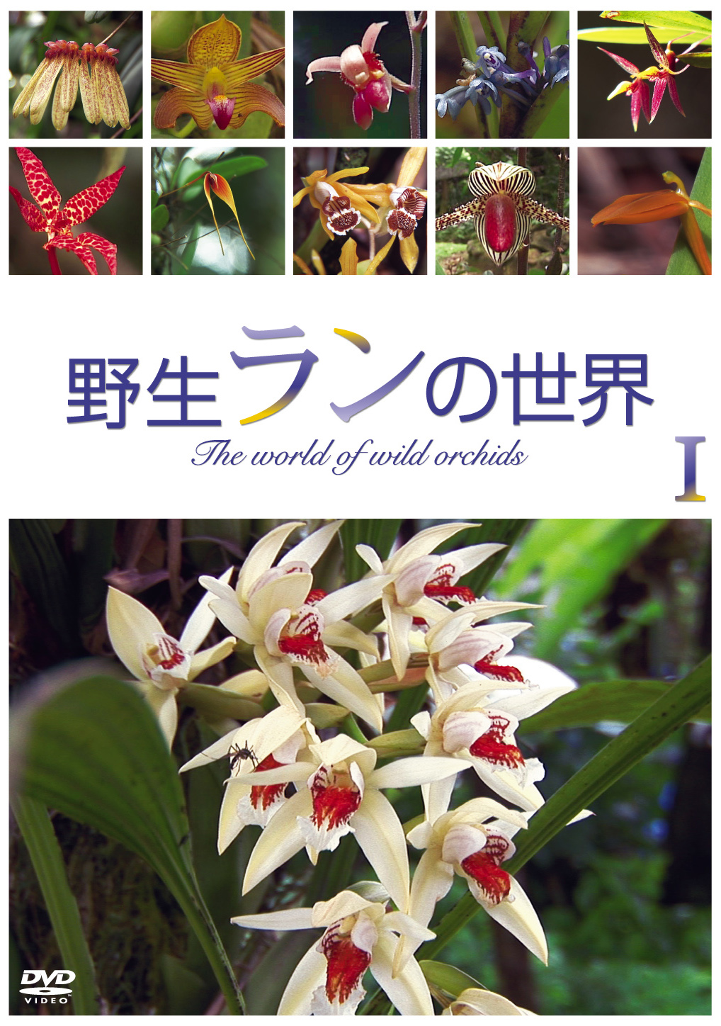野生ランの世界 Maxam
